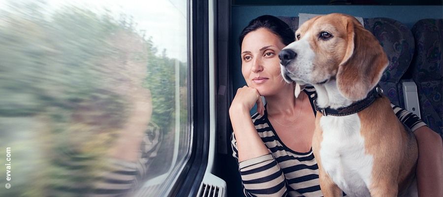 viaggiare in treno con il cane consigli di viaggio